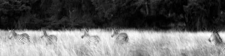 Zebras - Kenya